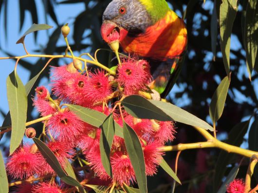 Swift Parrott in flowering Eukalypt 